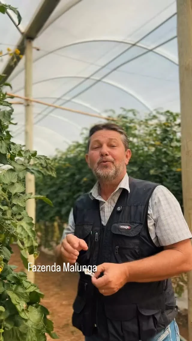 #Repost @fazenda.malunga
...
Nas estufas da fazenda, o controle de pragas é feito de forma natural e eficiente.

Apostamos no controle biológico, usando inimigos naturais das pragas para manter o equilíbrio e garantir a saúde das plantas, sem o uso de químicos. 😉